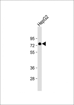 KHSRP Antibody (Center)