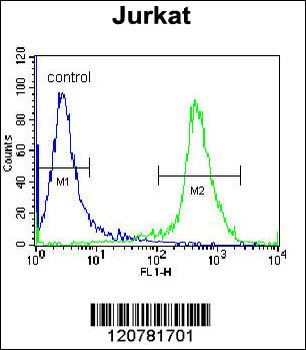 PTPRC Antibody (N-term)