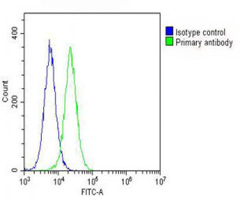 CREB1 Antibody (Center)