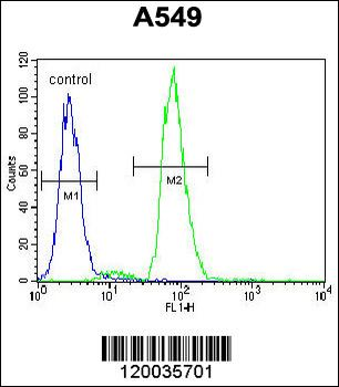 RAD17 Antibody (Center)