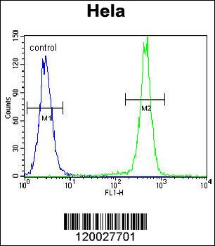 PCDHB10 Antibody (C-term)