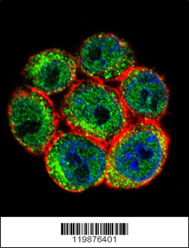 SSH3 Antibody (C-term)