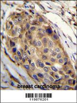 SSH3 Antibody (C-term)
