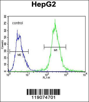 PALB2 Antibody (Center)