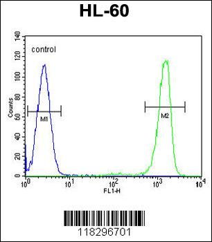 ITIH1 Antibody (Center)