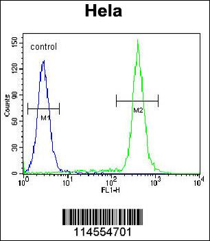 TBX6 Antibody (Center W158)