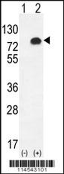 GPC6 Antibody (C-term)