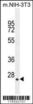 GFER Antibody (C-term)