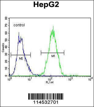 GFER Antibody (C-term)