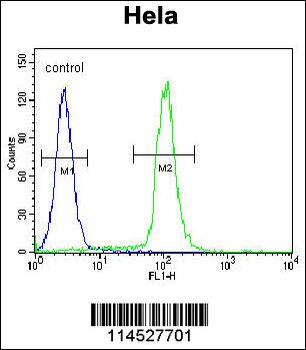 GDF6 Antibody (N-term)