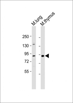 Parp9 Antibody (C-term)