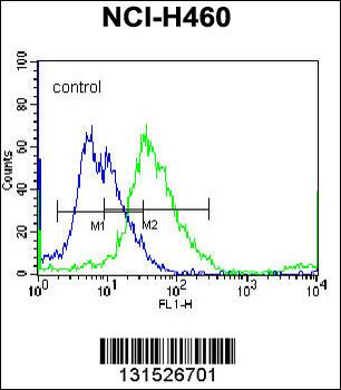 YI016 Antibody (C-term)