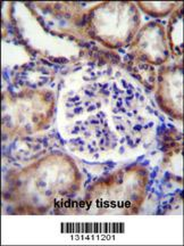 EFNB2 Antibody (Center)