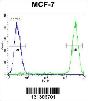 GALNS Antibody (Center)