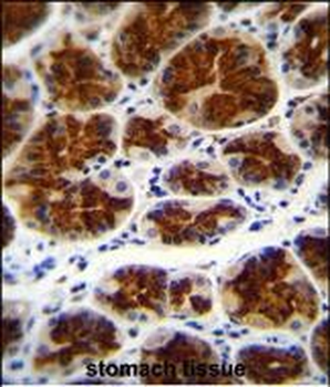 TOR4A Antibody (N-term)