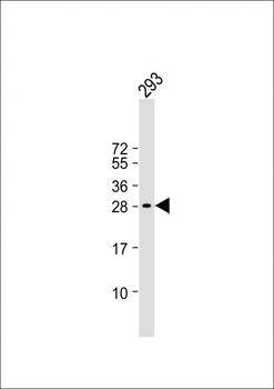 C19orf38 Antibody (Center)