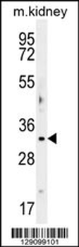 OBFC2B Antibody (C-term)