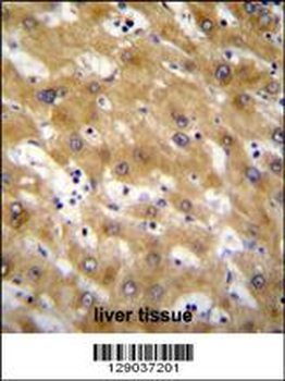CLEC12B Antibody (C-term)