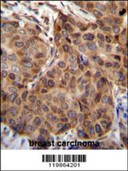 SNX24 Antibody (N-term)