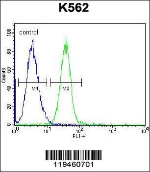 SPB4 Antibody (C-term)