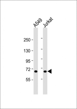 F11 Antibody (Center)