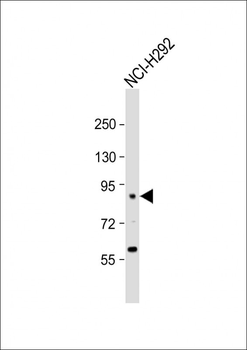 SCEL Antibody (Center)