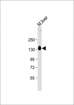 SASH1 Antibody (Center)