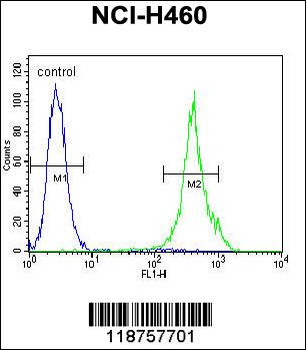 MAML1 Antibody (Center)