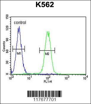 DDX11 Antibody (C-term)