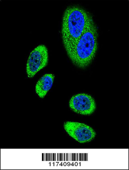 PTGS2 Antibody (Center P378)
