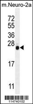 LIN28 Antibody