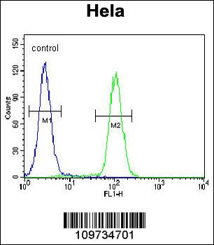 KIAA0999 Antibody (C-term)