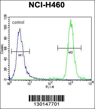 ZNF28 Antibody (N-term)