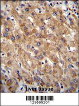 MIA40 Antibody (C-term)