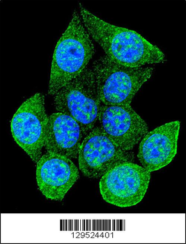 Rad9 Antibody (S387)