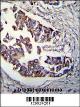 Rad9 Antibody (S387)