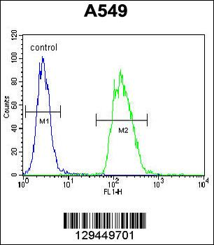 TRIM43 Antibody (Center)
