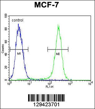 C1QL4 Antibody (N-term)