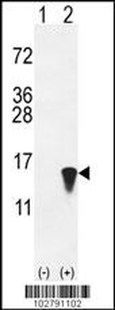 ISG15 Antibody (N-term)
