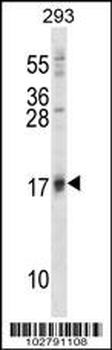 ISG15 Antibody (N-term)