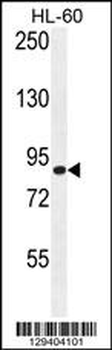 DCDC5 Antibody (C-term)