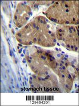 DCDC5 Antibody (C-term)