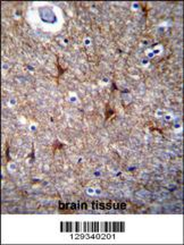 PRR16 Antibody (C-term)