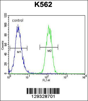 FOXI3 Antibody (Center)