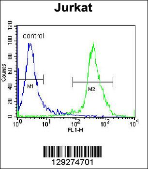 ZNF841 Antibody (N-term)