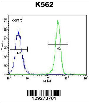SMTNL1 Antibody (Center)