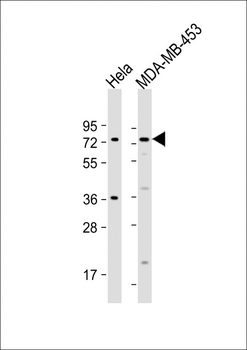 CCDC81 Antibody (Center)