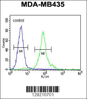 CCDC81 Antibody (Center)