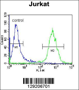 OR4N4 Antibody (N-term)