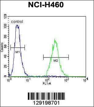 CCDC54 Antibody (Center)